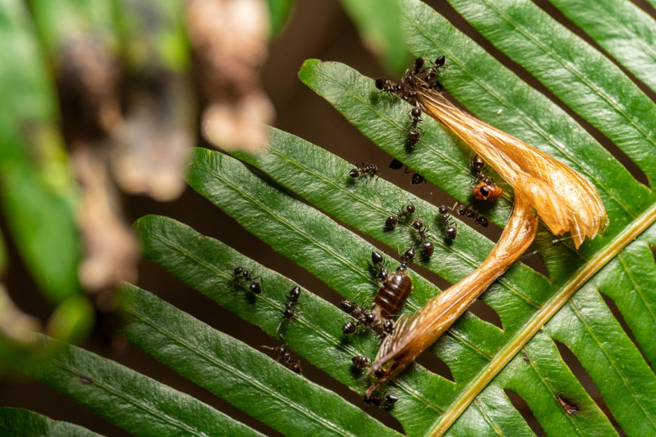 Do Ants Sleep? The Truth About Their 250 Daily Naps