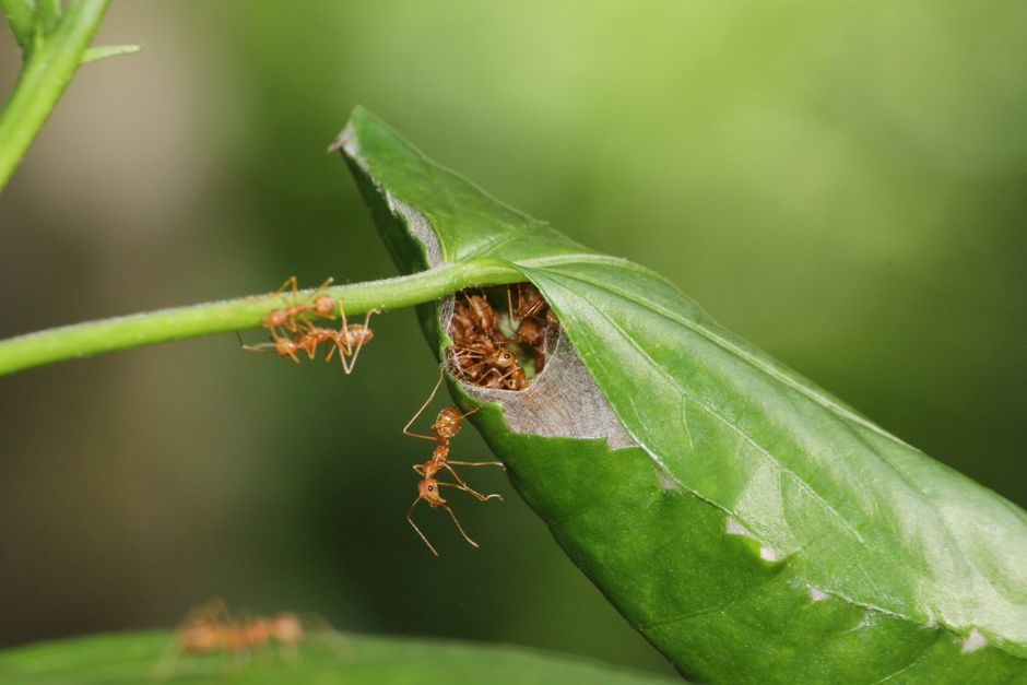 Do Ants Sleep? The Science of Colony Rest Cycles
